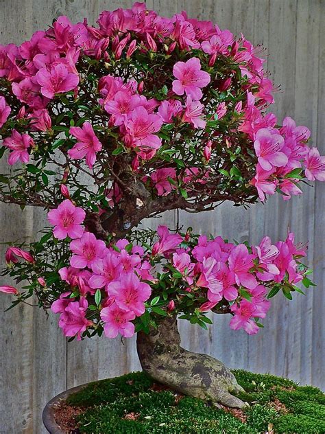 Azalea bonsai... | Bonsai, Bonsai tree, Japanese garden