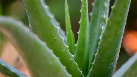 Aloe vera (sábila): Cuidados y beneficios para la salud de esta planta ...