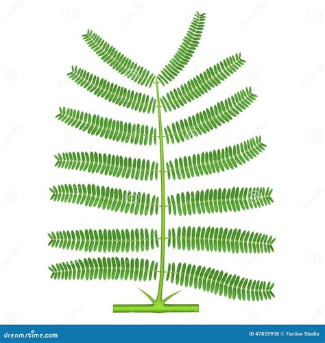 Bipinnate stock illustration. Illustration of environment - 47855958