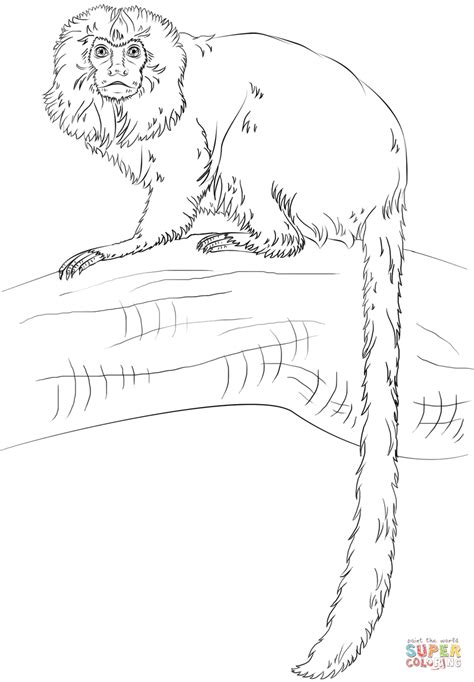 Golden Lion Tamarin Monkey coloring page | Free Printable Coloring Pages