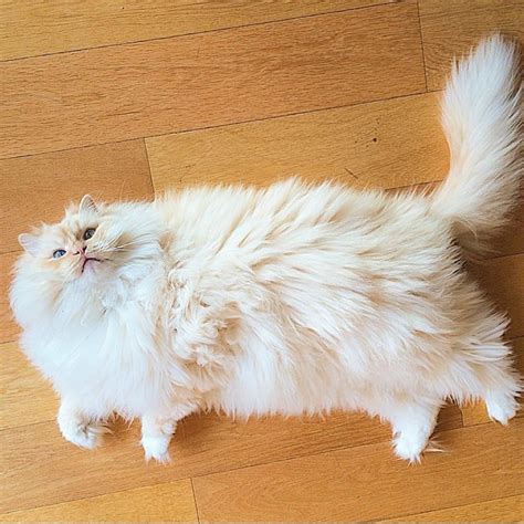 This Kitty's Glorious Fluff May Just Put You on Cloud 9! - Love Meow