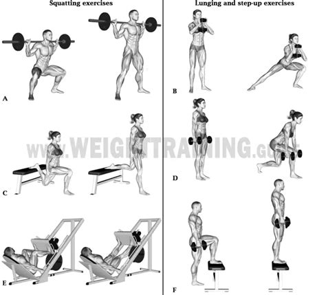 Squatting, lunging, and step-up exercises | Muscle Activation Guide