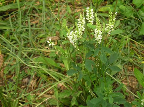 White Sweet Clover (Melilotus albus)