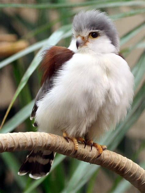 African Pygmy Falcon by faolruadh on DeviantArt