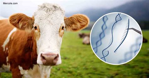 Genetic Editing of Animals Has Horrible Side Effects