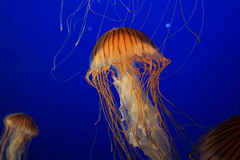 Orange and White Jellyfish Close-up Photography · Free Stock Photo