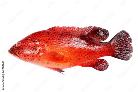 Red grouper fish Stock Photo | Adobe Stock