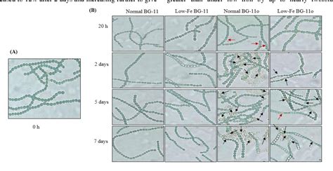 Iron Regulation of Growth and Heterocyst Formation in the Nitrogen ...