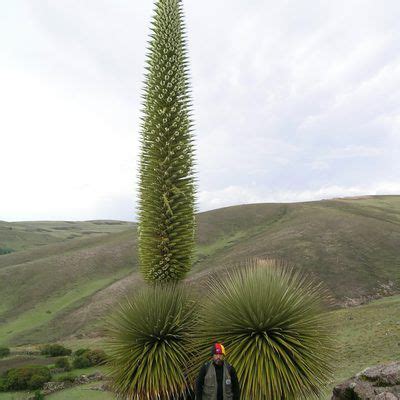 Famous Deserts in Peru | USA Today | Plants, Unusual plants, Trees to plant