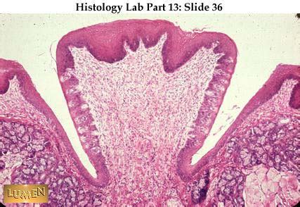 Histology Slides 1