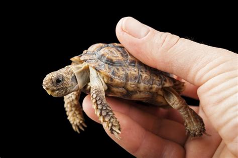 The Smallest Tortoise in the World - iBloogi