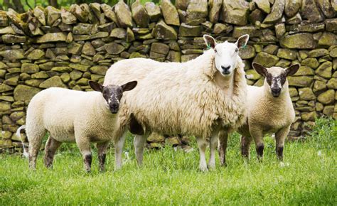 Starting a flock of Cheviots | The Farming Forum