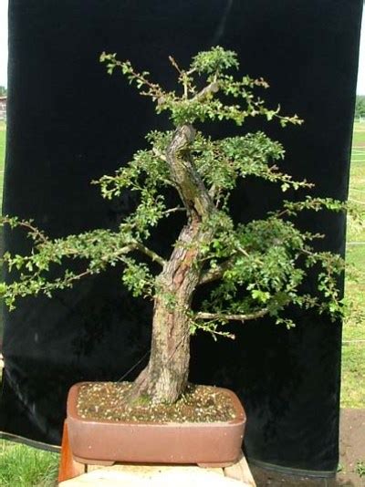 Hawthorn (Crataegus monogyna) - Bonsai Empire