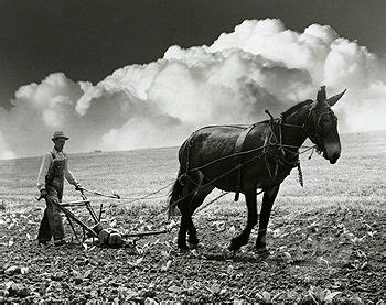 Plowing Mules in the Fields | Mule Plowing a Field. | Mules | Pinterest ...