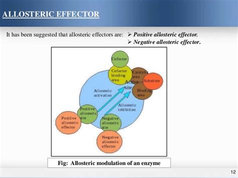 Allosteric enzymes