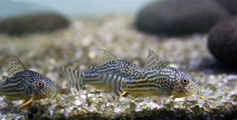 Corydoras Catfish Profile: tank conditions, feeding and breeding | The ...