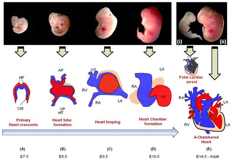 Schematic presentation of embryonic cardiac developmental stages,... | Download Scientific Diagram