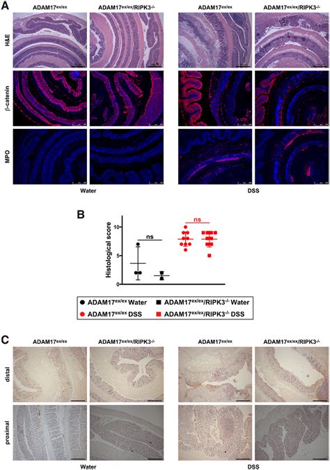 DSS-induced acute colitis causes similar tissue destruction, loss of ...