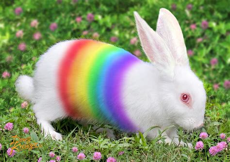 Rainbow bunny - rainbows Photo (37463969) - Fanpop