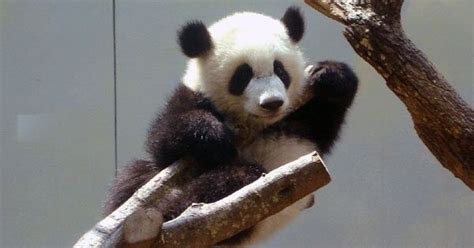 Practicing my wave :3 | Pin For Pandas | Pinterest | Panda babies, Panda and Animal