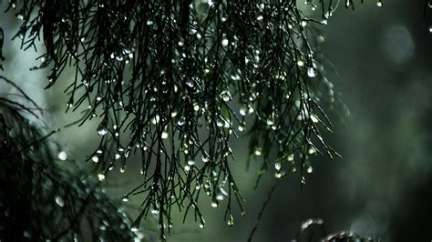 2560x1440 Wet Leaves Raindrops Nature 1440P Resolution ,HD 4k ...