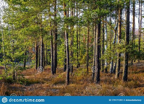 Early Spring Forest on Sandy Grounds of Natural Landscape Protected Area of Mazovian Landscape ...