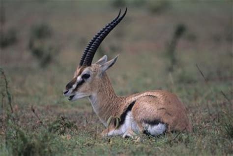 Different Gazelle Species | Animals - mom.me