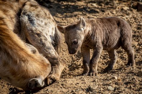 Hyena Birth – Moment of Magic - Africa Geographic