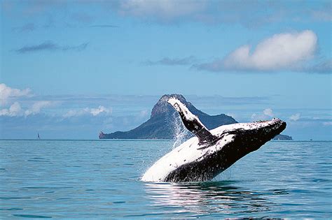 The Great Barrier Reef | Luxury Yacht Charters | Diving