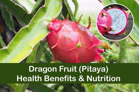 Dragon Fruit (Pitaya) Health Benefits & Nutrition | Plants Information