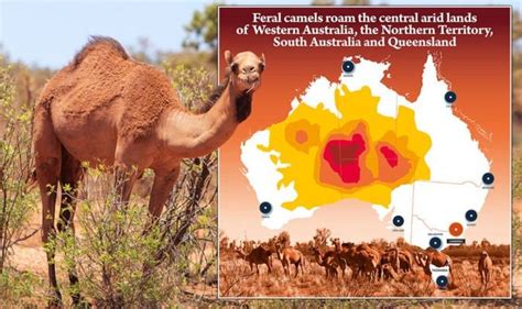 Camels in Australia: How many camels are there in Australia? | World ...