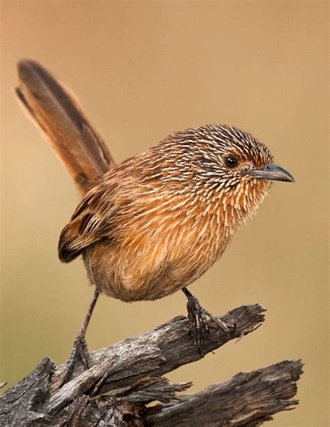 101 best images about Outback Birds on Pinterest