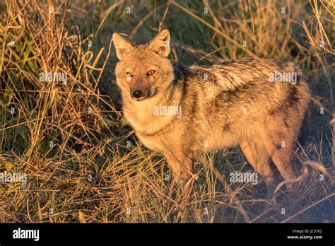 Side-striped jackal Stock Photo - Alamy