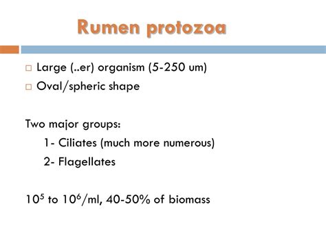 PPT - Rumen microbes PowerPoint Presentation, free download - ID:2316244