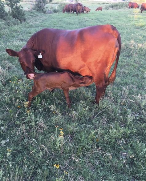 Our South Poll Cattle — Texoma South Poll Cattle