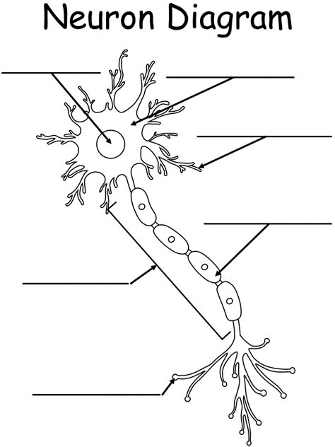 Neuron Diagram Unlabeled