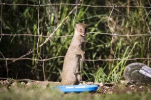 The Mongoose In Hawaii And The Catastrophe It’s Caused