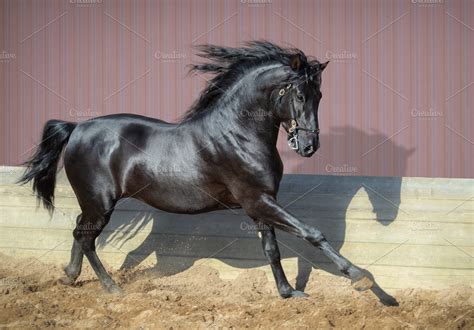 Black Andalusian horse gallops | High-Quality Animal Stock Photos ~ Creative Market