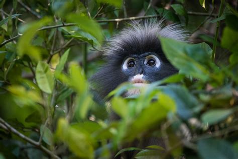 Dusky Langur | Sean Crane Photography