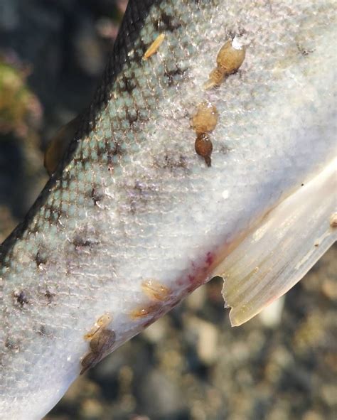 Sea lice numbers escalate on salmon farms - Fly Fishing and Fly Tying Magazine