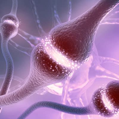 Difference Between Neurotransmitters and Hormones