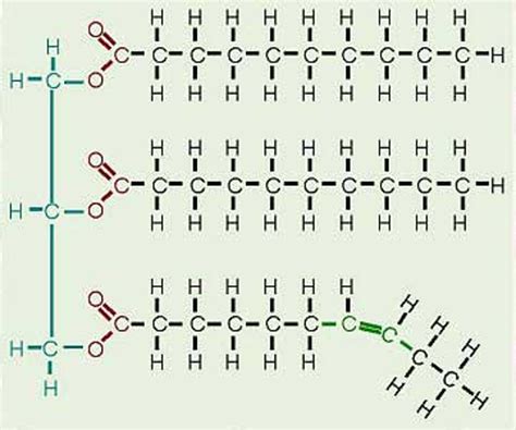 Triglyceride Structure Diagram