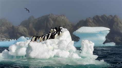 Many penguins on a iceberg - Antarctica wallpaper Wallpaper Download 5120x2880