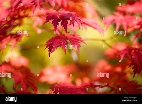 Japanese maple in beautiful autumn colors Stock Photo - Alamy