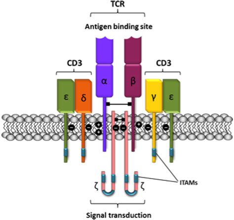 Schematic representation of the T-cell receptor-CD3 complex. The... | Download Scientific Diagram