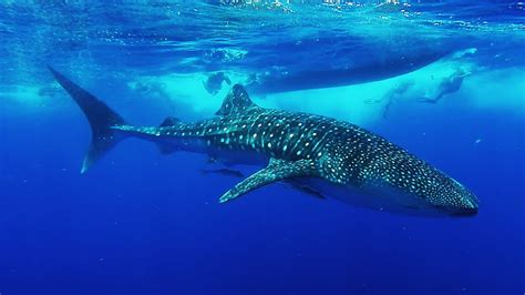 The Biggest Whales Of The World: Names, characteristics and more