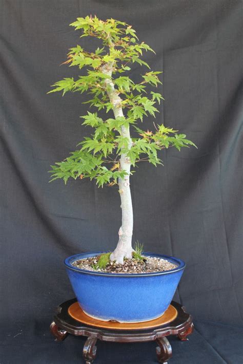 Japanese Maple Bonsai | kuromatsubonsai.com