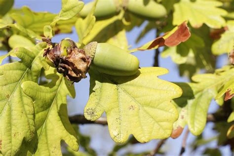 Diseases Affecting Live Oak Trees - Gardenerdy