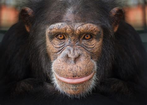 Chimpanzee Portraits – BOOOOOOOM! – CREATE * INSPIRE * COMMUNITY * ART * DESIGN * MUSIC * FILM ...