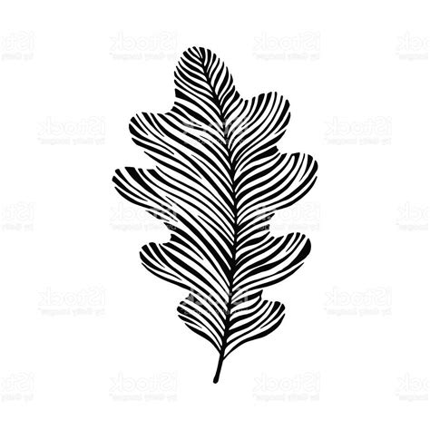 Silver Fern Drawing | Free download on ClipArtMag